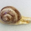 Petit escargot en céramique fabriqué en France – Image 7